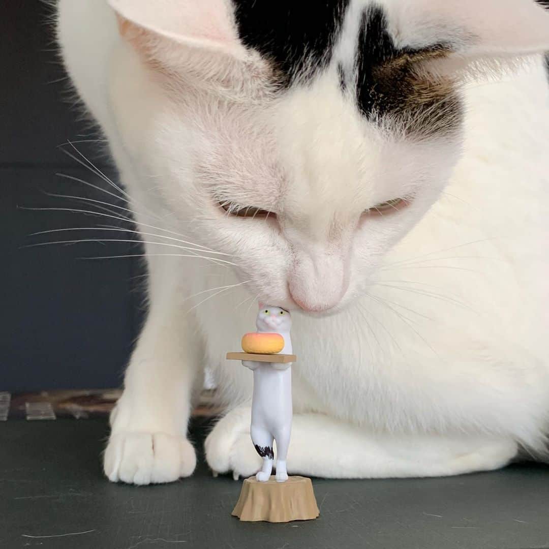 猫ラボさんのインスタグラム写真 - (猫ラボInstagram)「白猫をマジックでカスタマイズ 「ギャーなにとぞドーナツのほうを…！」」6月29日 10時18分 - nekolabo