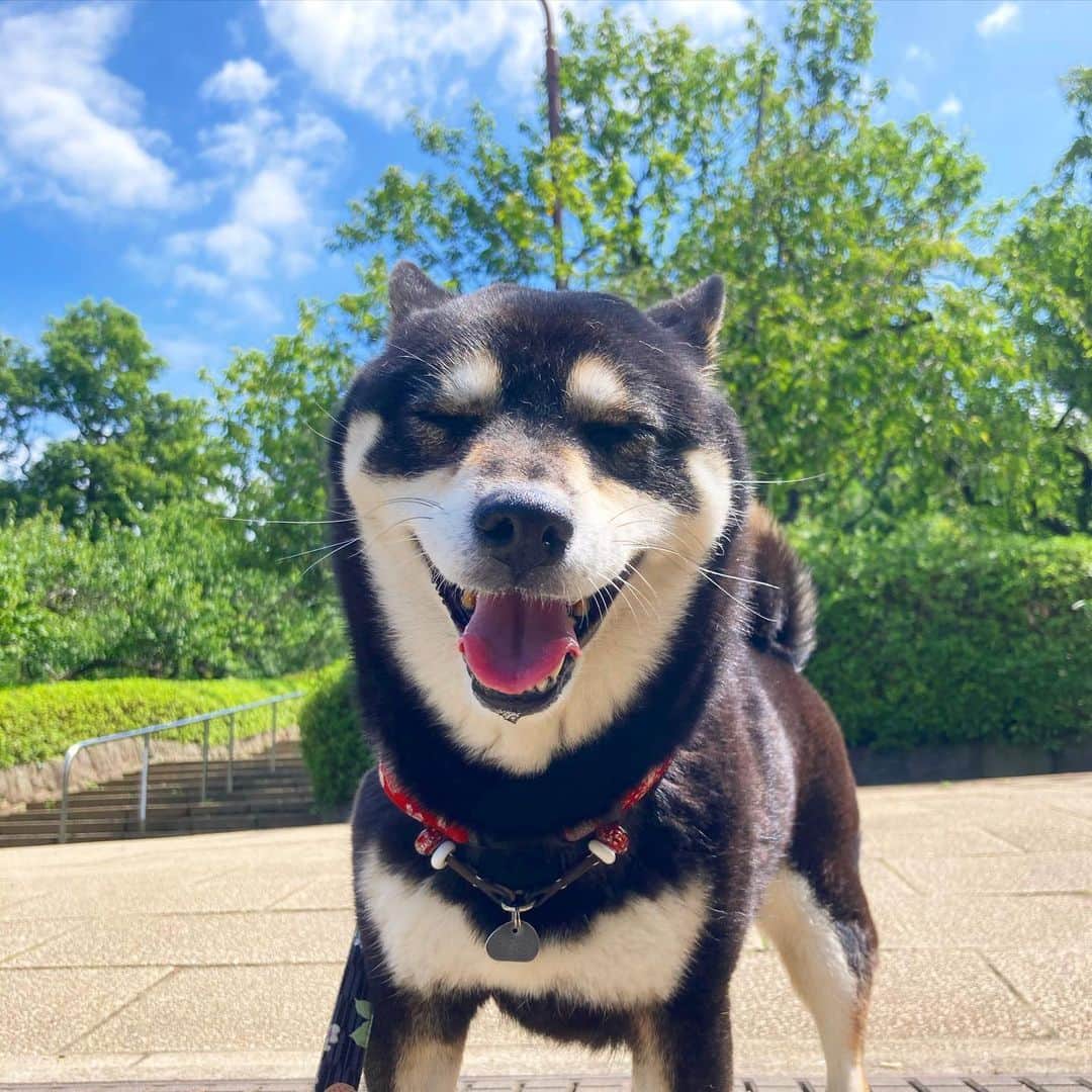 vo_coのインスタグラム：「☀️ 梅雨の晴れ間の貴重な散歩！ 暑くて笑顔風になっちゃうね！ * #shibastagram #instashiba #shiba #shibainu #黒柴 #柴犬」
