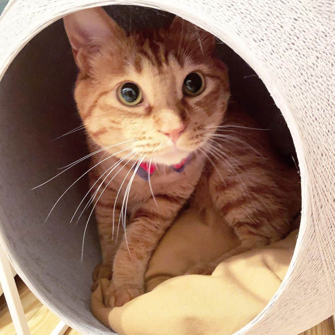 Rachien Smoothieのグルメインスタ