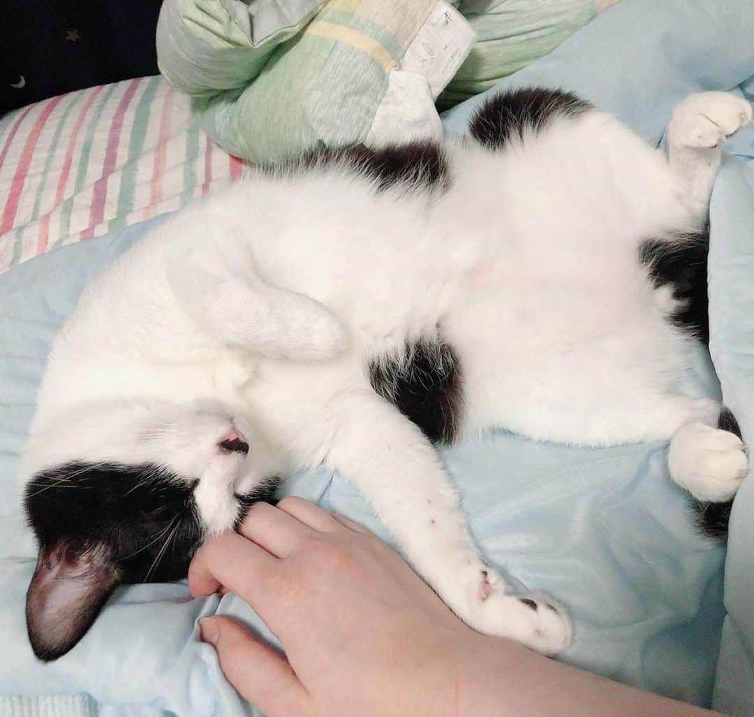 ぽんずのインスタグラム：「足先、たまらん。  #ねこ#猫#cat#猫好き#親バカ#はちわれ#ハチワレ#はちわれ猫#ハチワレ猫#白黒猫部#にゃんすたぐらむ#ilovecat#猫大好き#うちの猫自慢#白黒猫 #我が家のぽんずくん #ちゅーちゅー妖怪」