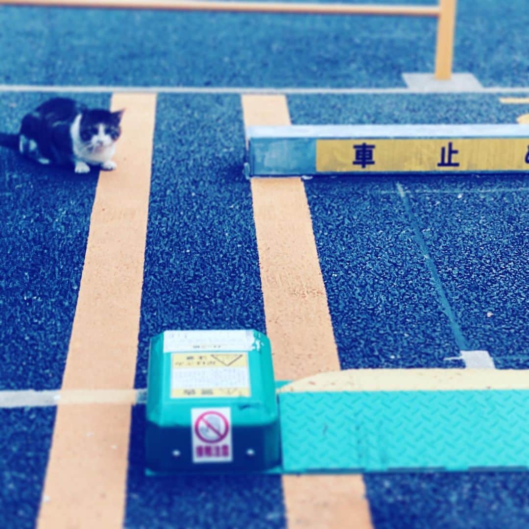 中野敬久さんのインスタグラム写真 - (中野敬久Instagram)「#cat #black #white #parking #stay #hope looking」6月29日 10時52分 - hirohisanakano