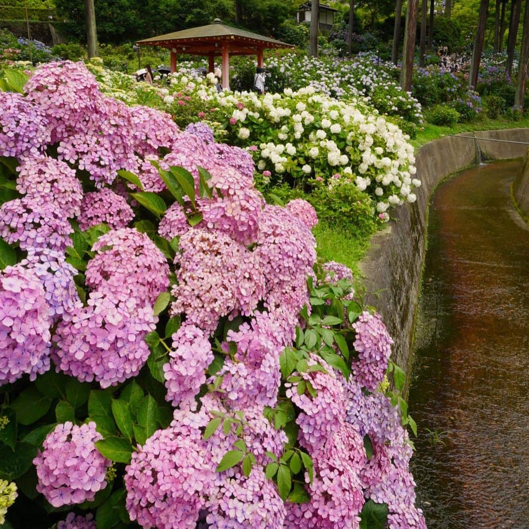 小嶋晶子さんのインスタグラム写真 - (小嶋晶子Instagram)「Went to Mimurotoji Temple which has been famous for Hydrangea serrata, so known as 'Ajisai-dera': The Temple of Hydrangeas. In Japan, the rainy season will be over and the summer is coming soon! もう少しで紫陽花の見頃も終わる。梅雨も明ける。夏が来る。今年はいつもの夏と違うけど、いつもと同じく暑いんだろうなぁ☀️🥵 #mimurotoji #mimurotojitemple #hydrangea #rainyseason #kyoto #kyotojapan #japan #三室戸寺 #紫陽花寺 #紫陽花 #梅雨 #京都 #日本 #💠 #☔️ #☀️ #🇯🇵」6月29日 10時52分 - kojimamajiko