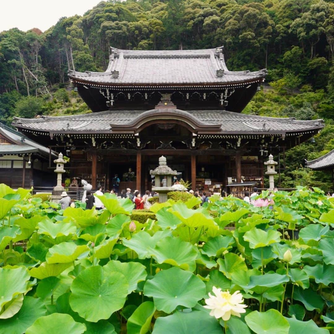 小嶋晶子さんのインスタグラム写真 - (小嶋晶子Instagram)「Went to Mimurotoji Temple which has been famous for Hydrangea serrata, so known as 'Ajisai-dera': The Temple of Hydrangeas. In Japan, the rainy season will be over and the summer is coming soon! もう少しで紫陽花の見頃も終わる。梅雨も明ける。夏が来る。今年はいつもの夏と違うけど、いつもと同じく暑いんだろうなぁ☀️🥵 #mimurotoji #mimurotojitemple #hydrangea #rainyseason #kyoto #kyotojapan #japan #三室戸寺 #紫陽花寺 #紫陽花 #梅雨 #京都 #日本 #💠 #☔️ #☀️ #🇯🇵」6月29日 10時52分 - kojimamajiko