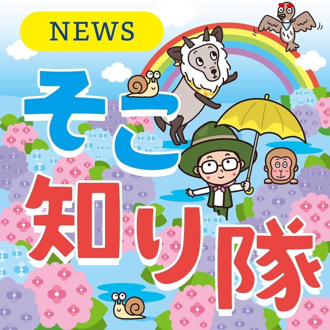 北沢直樹のインスタグラム：「『そこ知り隊』2020梅雨☔️🐌 ６月から梅雨バージョンです。じめじめな季節ですがさわやかなイラストで明るい紙面をめざしました〜 ・ #そこ知り隊 #信濃毎日新聞 #信毎 #信州 #長野 #nagano #カワイイ #イラスト #キャラクター #キャラ #newspaper #drawing #artworks #manga #character #cartoon #anime #illustration #kawaii #mydesign」