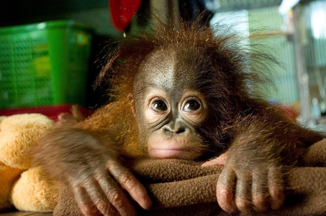 OFI Australiaさんのインスタグラム写真 - (OFI AustraliaInstagram)「As the end of the financial year is upon us in Australia ... if you're looking for last minute tax deductions, don't forget that fostering one of our beautiful orphan orangutans is tax deductible!  Instead of giving your hard earned money to the tax department you can support an orphan orangutan for $100 a year and not only boost your tax return, but support the life-saving work being done to help us save and protect this critically endangered species at the same time!! Win win! To foster an orangutan please visit - https://orangutanfoundation.org.au/orangutan/become-a-foster-parent/ or click on the link in our bio 🦧🧡 ____________________________________ 🦧 OFIA Founder: Kobe Steele kobe@ofiaustralia.com | OFIA Patron: Dr Birute Galdikas @drbirute @orangutanfoundationintl @orangutan.canada www.orangutanfoundation.org.au 🦧 🧡 🦧 #orangutan #orphan #rescue #rehabilitate #release #BornToBeWild #Borneo #Indonesia #CampLeakey #orangutans #savetheorangutans #sayNOtopalmoil #palmoil #deforestation #destruction #rainforest #instagood #photooftheday #environment #nature #instanature #endangeredspecies #criticallyendangered #wildlife #orangutanfoundationintl #ofi #drbirute #ofiaustralia #FosterAnOrangutanToday」6月29日 11時05分 - ofi_australia
