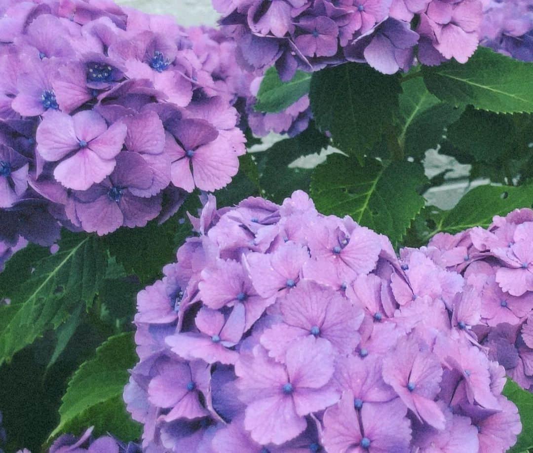 佐藤乃莉さんのインスタグラム写真 - (佐藤乃莉Instagram)「良い色みっけ💜🙈💜 #pic#hydrangea#花#紫陽花」6月29日 11時11分 - nori_sato_