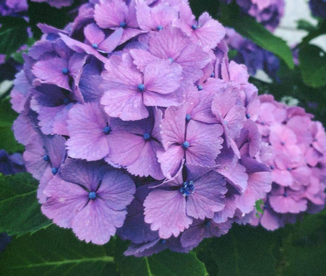 佐藤乃莉さんのインスタグラム写真 - (佐藤乃莉Instagram)「良い色みっけ💜🙈💜 #pic#hydrangea#花#紫陽花」6月29日 11時11分 - nori_sato_