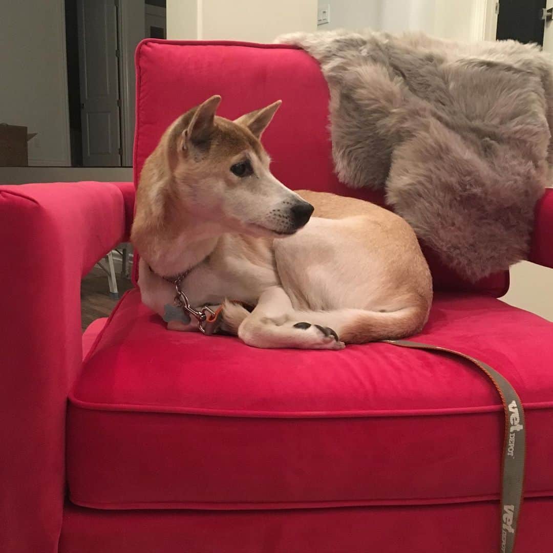 Rylaiさんのインスタグラム写真 - (RylaiInstagram)「Archer..... a New Guinea Singing dog. . Archer came to us as an adoption. He was 10 yrs old when his family decided they needed to find a new home for him.  We heard about this beautiful@boy, and rushed in to save archie! . Archer started our passion and love for these amazing dogs.  He was everything a singer should be... quirky for sure!!! . . Archie, while he grew up with a dog, he never learned to bark. He had the most beautiful singing voice.  When the boys were born, we called him their singing coach. . Archie slept in our bed every night, and slept in a sun spot in the day.  He loved going to lunch and to the center. We found him on the dining table frequently singing at the top of his lungs!!! . We lost Archer to cancer in January. It was a battle he fought with grace and love! We miss this boy every day and the boys miss him dearly.... they have no coach! . We started the center focusing on rescue being a huge component of our mission... and that passion to save every life burns deep in our soul!  We are embarking on a very large fox rescue with logistics upon logistics. . If you help our rescue mission, whether it’s our Panda and Her Pals Project, or our Primitive dog rescues, please consider donating. Link in bio to the Upcoming fox rescue! . Love your babies.... cherish every day with them! . #archer #ngsd #dingo #newguineasingingdog #forestdingo #lovedogs #dogsofinstagram #primitive #primitivedog #support #fundraiser #sandiego #adoptdontshop #socal #doggo #furever #dog #rainbowbridge #jabcecc #singingdog #foreverinourheart #bekind #becompassionate #ppp #rescuefund」6月29日 11時25分 - jabcecc