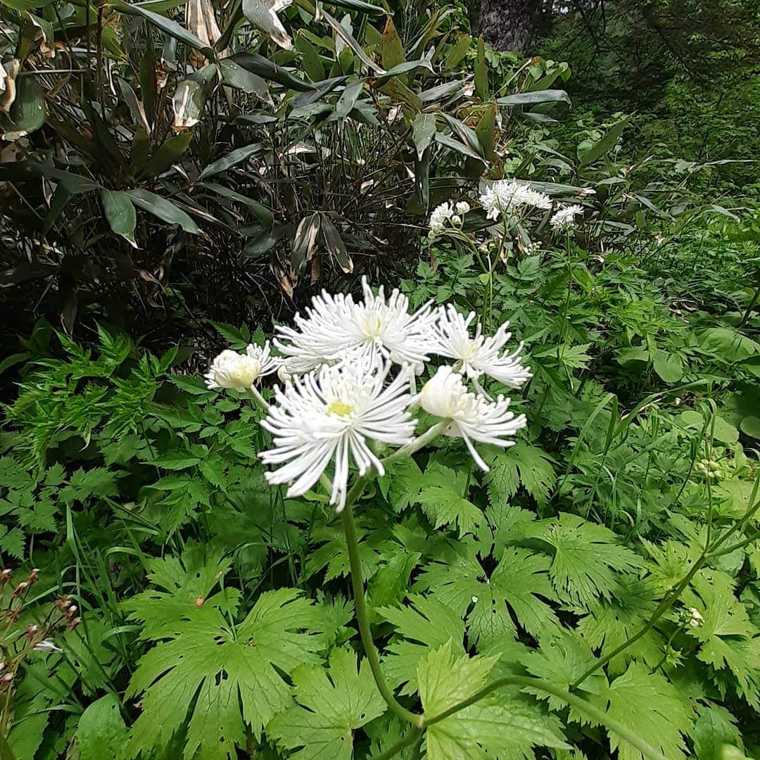 栂池高原スキー場さんのインスタグラム写真 - (栂池高原スキー場Instagram)「お花が増えてきましたよ😊 ご来場お待ちしています。  長野県民+糸魚川市民割引　7月12日まで！  #高山植物 #栂池自然園 #トレッキング #夏山 #花　#山　#栂池高原　#北アルプス　#後立山連峰 #白馬 #白馬連峰 #青空 #避暑地 #避暑 #greenseason #summer #trecking #hakuba #hiking #mountain #flowers #tsugaike #tsugaikekogen #bluesky」6月29日 11時30分 - tsugaike_kogen