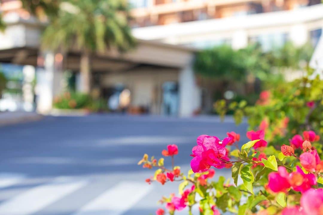 Kafuu Resortのインスタグラム