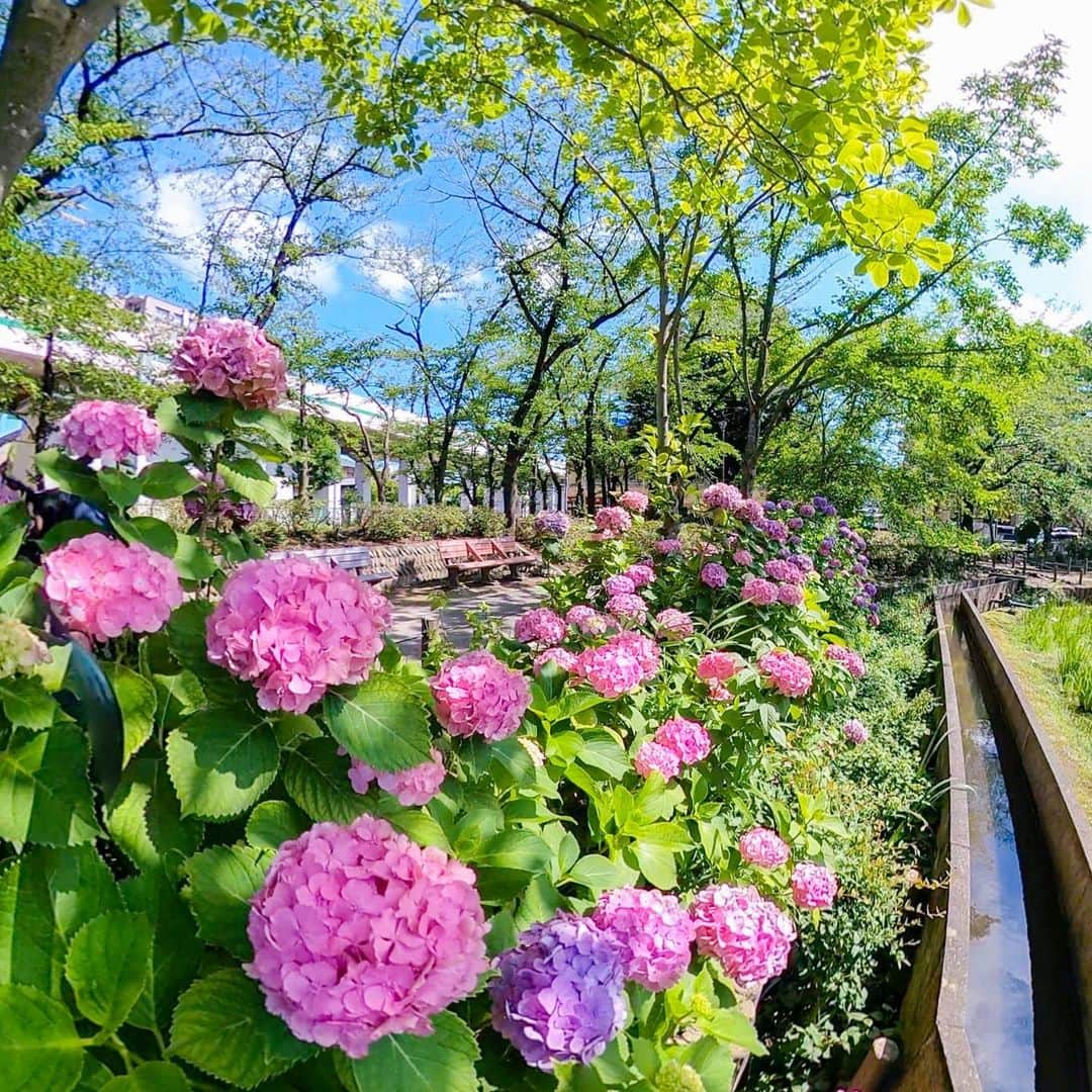 Bi Rod by Lumica.さんのインスタグラム写真 - (Bi Rod by Lumica.Instagram)「「紫陽花畑」  雨がなかなか止まず、撮影にいけない日々が続いています。 梅雨の晴れ間にアジサイ畑をBi Rodで撮影に行きました。  Bi Rodは縦に伸ばすだけでなく、横向きに使うことで普段は入れない花壇の中央までカメラアングルを持っていくことが可能です。  さぁあなたも前人未到の視点へ  商品の詳細はプロフィール欄のURLから @birod_lumica  Hydrangea Field.  The rain hasn't stopped for a while, so we haven't been able to go out for shooting. I went to take pictures of the hydrangea field with the Bi Rod during a break in the sunshine.  The Bi Rod is not only extended vertically, but also horizontally so that it can be used to capture the center of the flower bed, which is usually inaccessible. It is possible to take your angle with you.  Now you can take it to an unprecedented perspective.  For more information about the products, please visit the URL in the profile section. https://www.birodstore.com/  #birod #7500 #lumica #ルミカ　#longpole　#longlod #ロングロッド　＃木村棒 #highangle #highview #Instagood  #smartphoneholder #ハイアングル　#Highangle　#HiangleView　#notdrone　 #アジサイ #紫陽花　#360 #gopromax #gopeo」6月29日 12時01分 - birod_photo