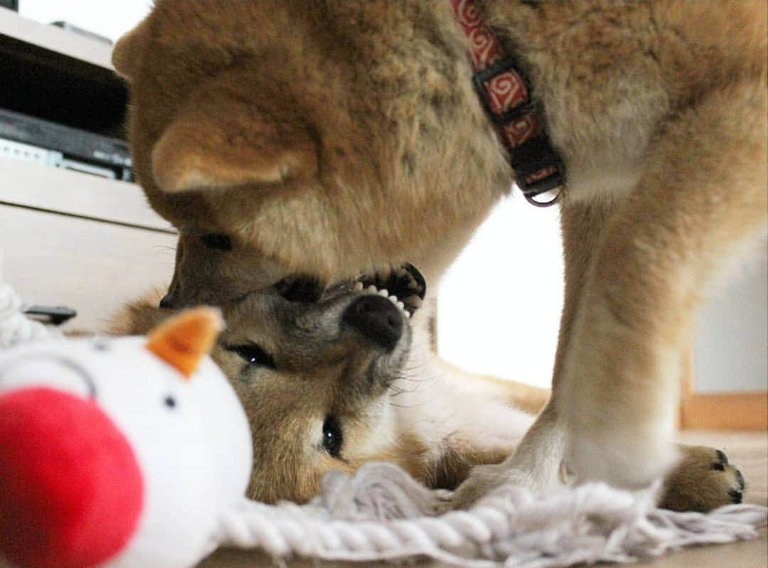 柴犬たま Shibainu Tamaのインスタグラム