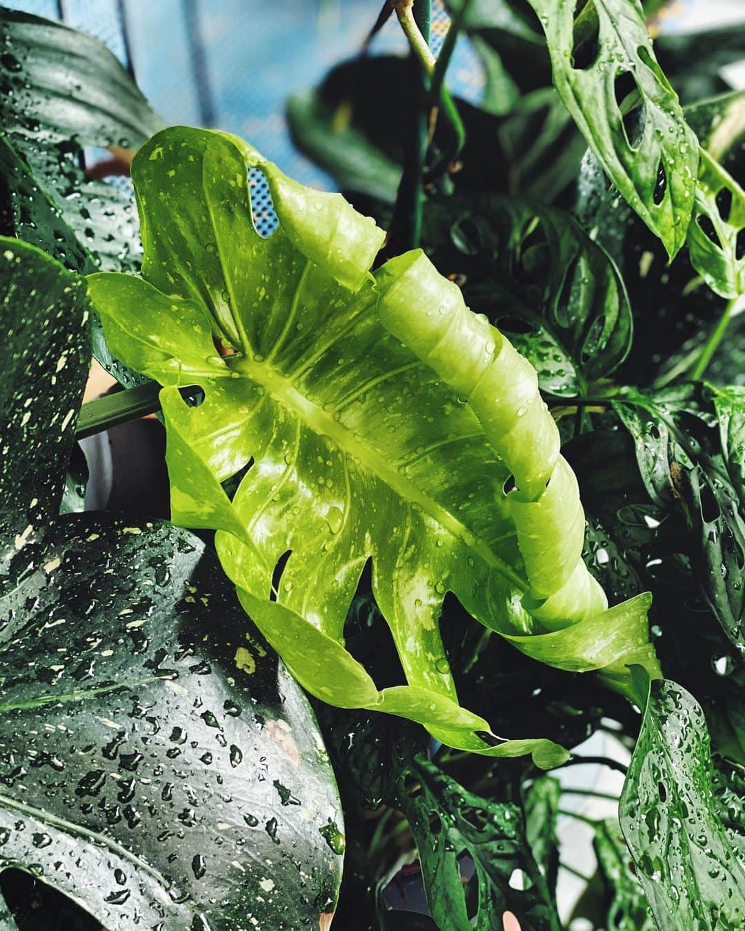 鄭碧瑩のインスタグラム：「Herman took six months to decide that he’s finally happy with me. I’m not complaining. Happy #monsteramonday everyone! . . . #thaiconstellation #monstera #monsterathaiconstellation  #plantstagram #plantsofinstagram #houseplants #plantsmakepeoplehappy #botanical #instaplants #plants #foliage #leaf #plantflife #springintoplants #plantlady #plantpotters #crazyplantlady #houseplantclub #helloplantlover #plantshelfie #houseplantsofinstagram #houseofplantlovers #junglecollective #vscogrid #vscoplants #gardeningsg #urbanjunglebloggers #sgplantclub #plantnerd」