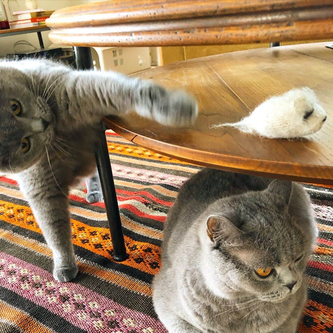 Nico & Tabu with MAYUMI KATOさんのインスタグラム写真 - (Nico & Tabu with MAYUMI KATOInstagram)「こっそり…にこたんのお気に入りネズさんを狙うタブ🐭. . #しっぽ無し  #夏用ラグに変えました #早速お気に入りのにこタブ .  #britishshorthair #bsh #britishshorthairsmile  #cat #bluecat #catstagram #catsofworld #catsofinstagram #cats_of_instagram  #world_kawaii_cat #instagramcat #catlover #birdgram #budgie  #ブリティッシュショートヘア #ブリショー #ねこ部 #ペコねこ部 #みんねこ#にゃんすたぐらむ #猫山商事 #ブリ商会 #多頭飼い #インコスタグラム #羽衣インコ #猫とインコ #いんこ」6月29日 13時04分 - mayuekkip
