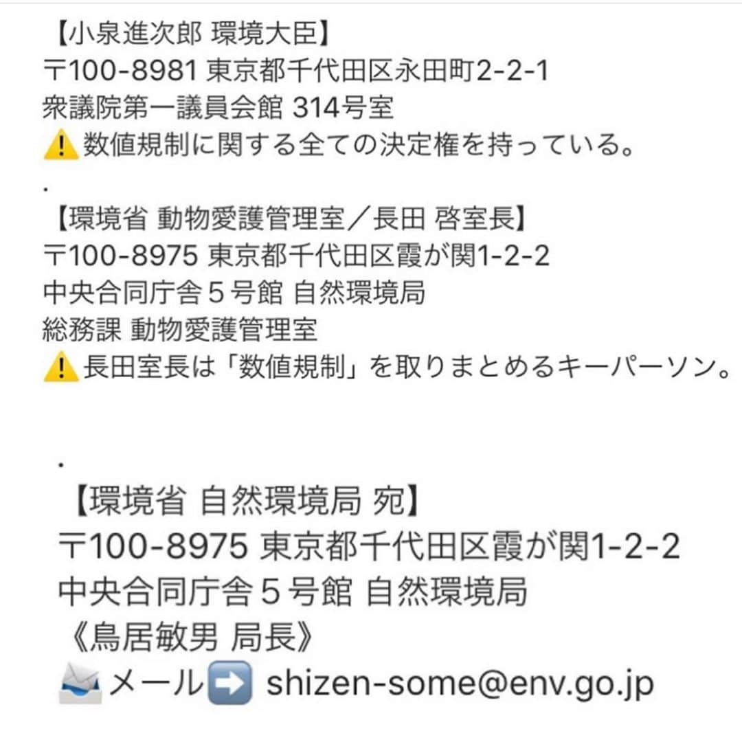 阿知波妃皇さんのインスタグラム写真 - (阿知波妃皇Instagram)「想像もしたくないけどこれが現実 時間が無いみたいです少しでも何か思ったら 一緒にアクション起こしてみよ、私もそうしてみる 皆んなで助けてあげたい。 #repost @_merry_net via @PhotoAroundApp . 💮環境省への ハガキアクション、 メールアクション、 . よろしくお願いいたします💮 . 🔴ゲージの重ね置き禁止でお願いします🙏 . . #ラベンダーリボン #世論が日本の法律を動かす #やれるところまでやってみよう #諦めない #繁殖犬猫の現状を知ってください #環境省 #ハガキアクション #メールアクション #数値規制 #小泉進次郎  大臣 #長田室長 #鳥居局長 #日本獣医師会  #悪徳繁殖屋 #ペットショップ反対 #生体販売反対 #動物愛護 #動物福祉 #動物の権利 #動物愛護先進国 #dog  #cat #犬のいる暮らし #猫のいる暮らし #犬好きな人と繋がりたい  #猫好きな人と繋がりたい」6月29日 13時07分 - achinami