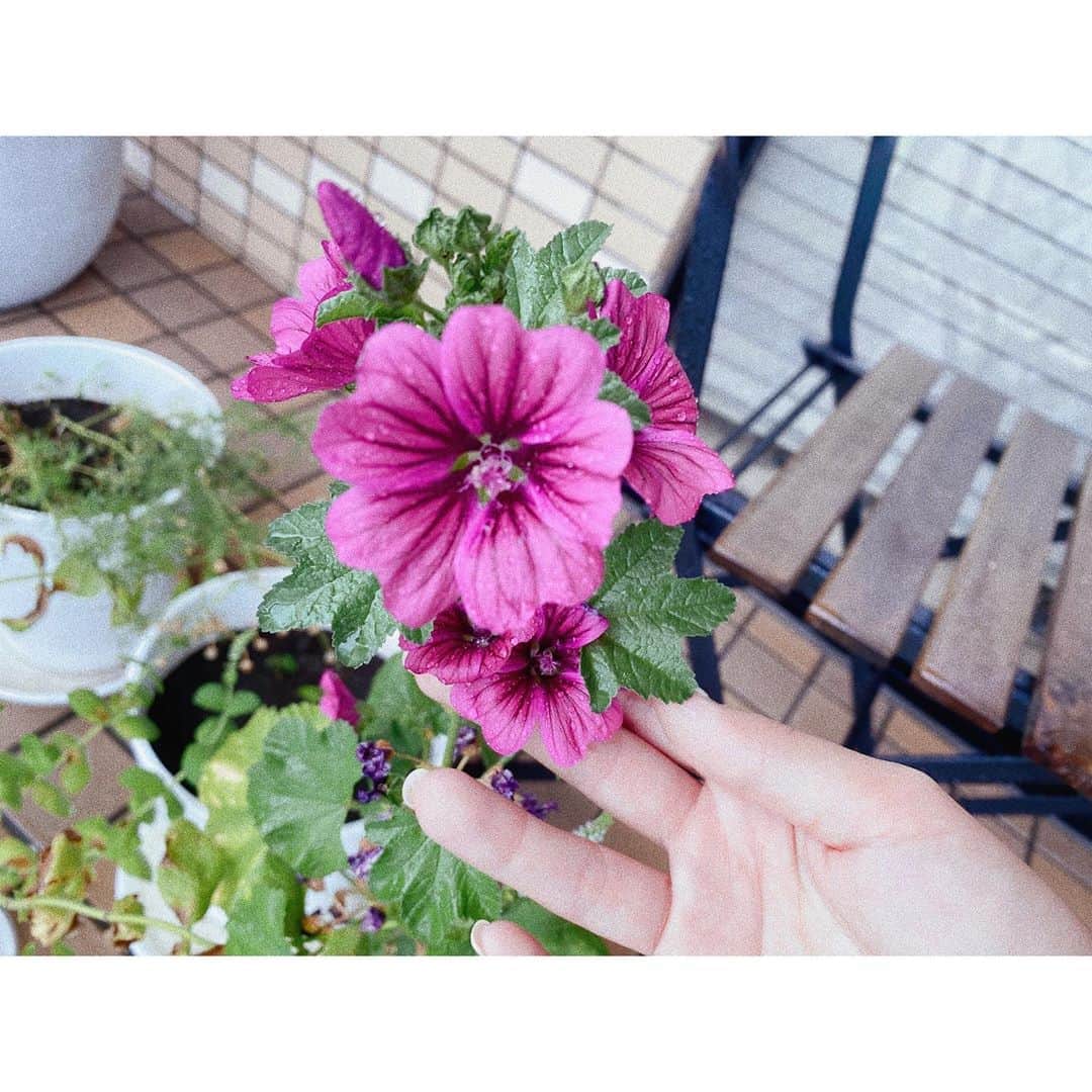 紗栄子さんのインスタグラム写真 - (紗栄子Instagram)「バルコニーで綺麗に咲いたマロウのお花💘✨ マロウはハーブティーにすると、色が3色に変化する魔法のようなお花なんです💖 淹れたては透き通った水色で、時間が経つにつれ紫に変化し、最後にレモンを1滴絞ると綺麗なピンク色に🥺💖 ✨ 咳が止まらないときや、痰が絡む風邪症状の時に飲むのが良くて、粘膜を保護する効果もあるから、消化器系の症状や胃腸炎など、花粉症の症状緩和、喫煙者の傷んだ喉のケアにも有効なんだって👍🏻✨ #マロウ#ハーブティー」6月29日 13時07分 - saekoofficial