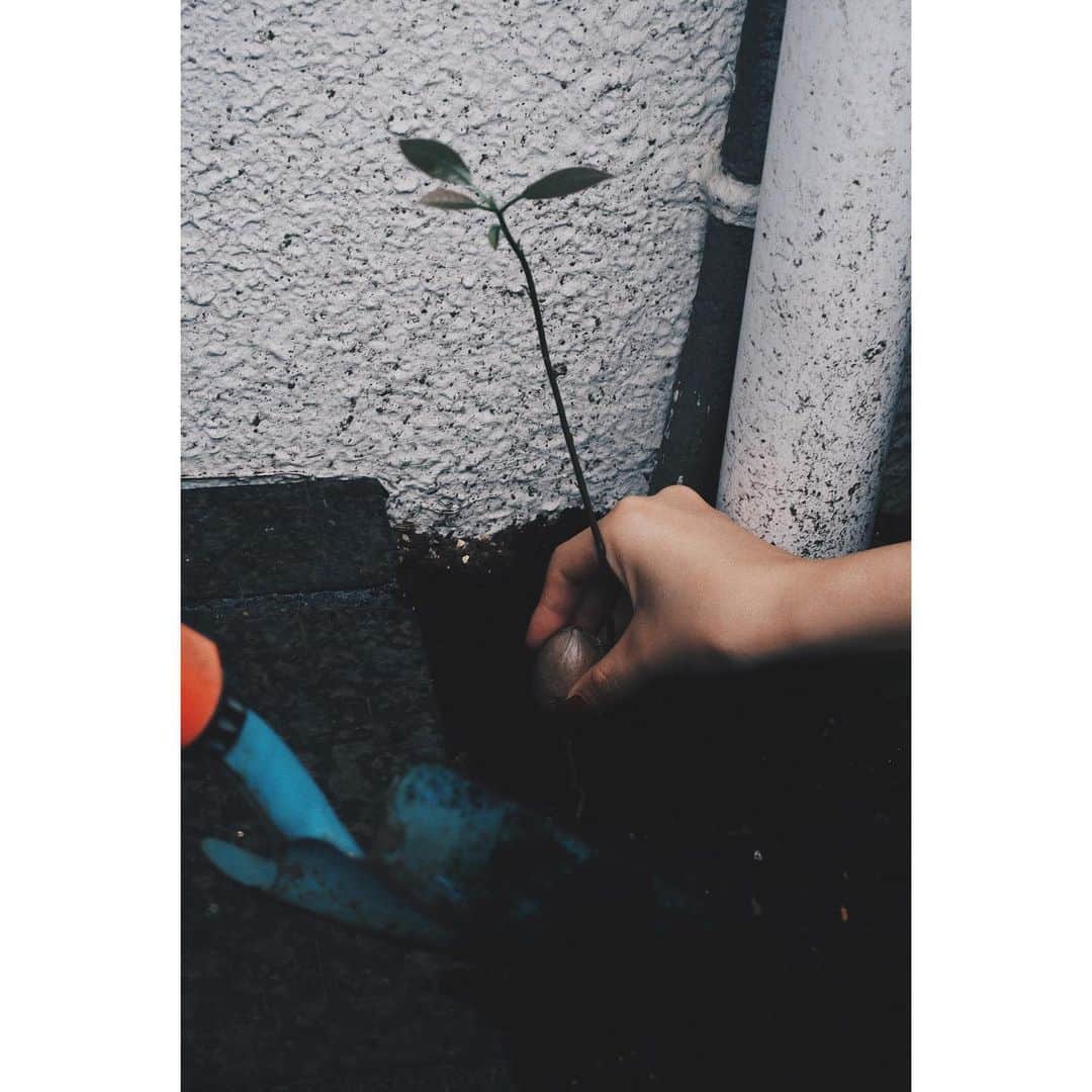 eriさんのインスタグラム写真 - (eriInstagram)「植樹祭〜とか言いながら植え込みの端っこに無事引っ越し完了🥑🌱 ちゃんと育ってくれるといいけど！　#デプトカンパニーのたのしみ」6月29日 13時20分 - e_r_i_e_r_i