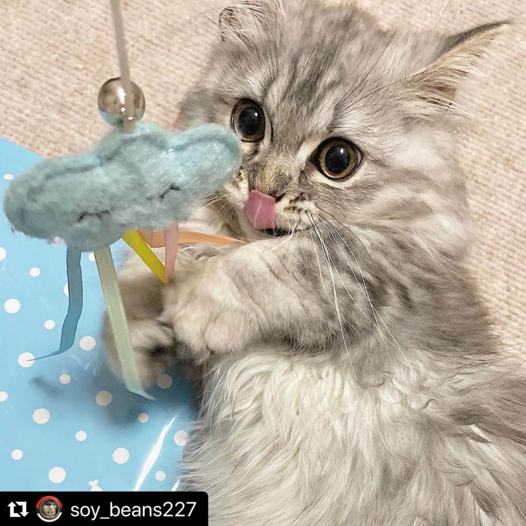 ねこさんのインスタグラム写真 - (ねこInstagram)「【#ねこは人を笑顔にする】❣️ あっ、ベロが出ちゃってますよ〜😻👅🧡 @soy_beans227 さん、ありがとう🌱🍎 #Repost @soy_beans227 with @make_repost ・・・ ・ あら可愛い🥰 ・ 顔が大人っぽくなってきちゃって😢 . . . . .  #だいずの日記 #ねこすたぐらむ #猫のいる生活 #ねこすきさんと繋がりたい #にゃんすたぐらむ #ねこ部 #ペコねこ部 #ねこのきもち #猫好きな人と繋がりたい #ねこは人を笑顔にする #ミヌエット #ミヌエット長毛 #ミヌエット短足 #みぬえっと #短足猫 #もふもふ部 #ねこにすと #子猫 #고양이 #양이 #고양이그램 #고양이스타그램 #반려묘 #코리안숏헤어 #cat #catstagram #catlife #catsofinstagram #catlover」6月29日 13時23分 - neko_magazine