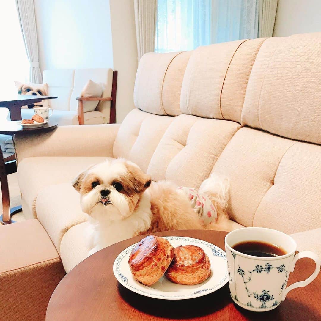 水嶋はちのインスタグラム：「It's time for morning tea.🐶☕️🍪 * * ボクのおうちの朝食風景です。最近は焼きたてのバターミルクビスケットとMAMEのコーヒーが並んでいます。わが家はおいしくて、たのしい食卓です🐶☕️🍪💕💕 * * #はち #HACHI #シーズー大好き部 #バターミルクビスケットはBAKED樽井先生レシピ #夫婦で樽井先生のレッスン受講して3年目 #確実に主人の腕があがっている」