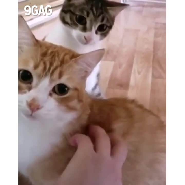 Aww Clubのインスタグラム