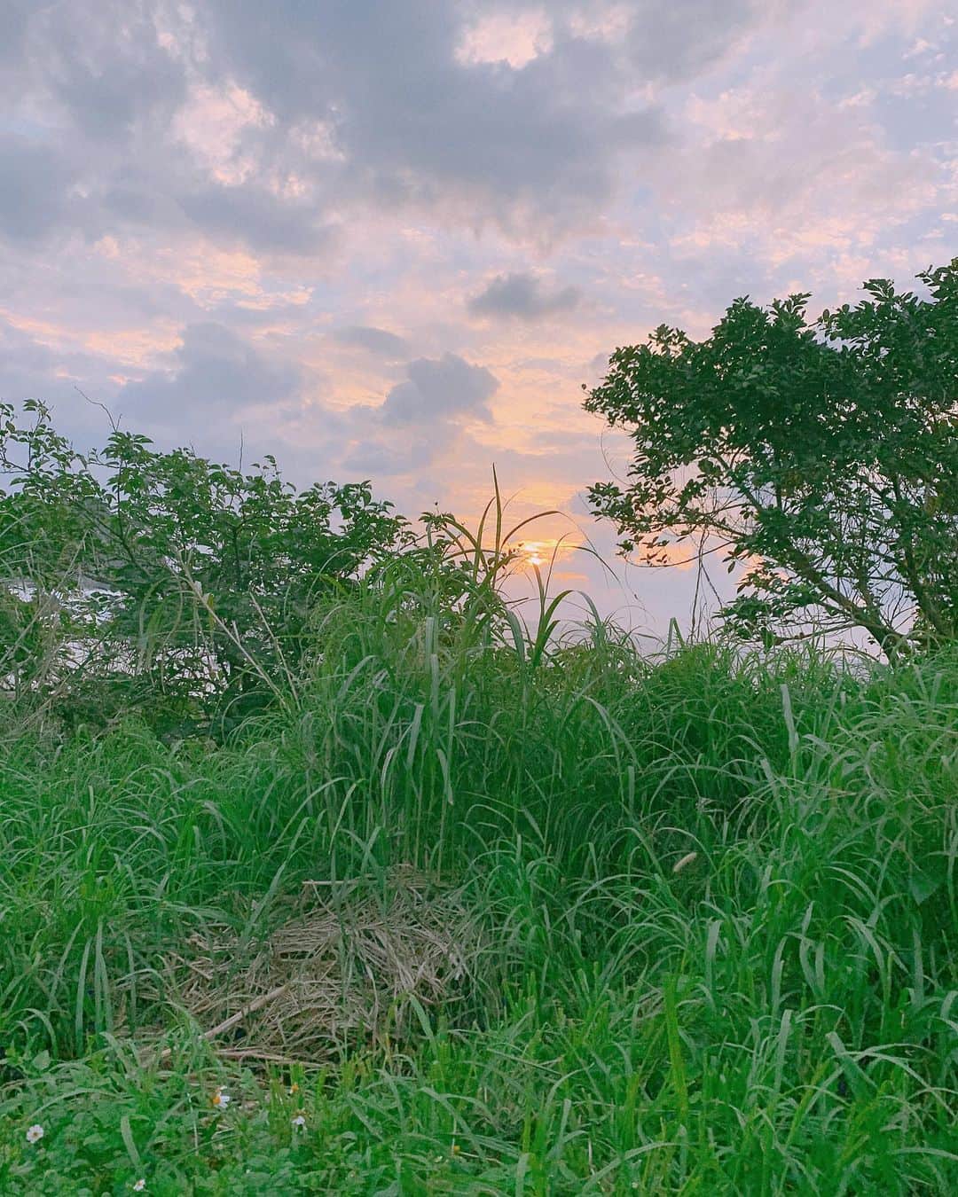 maya kibbel キベルまやのインスタグラム：「I see so much beauty in my daily walks.🌿💚🥬🧚🏼」
