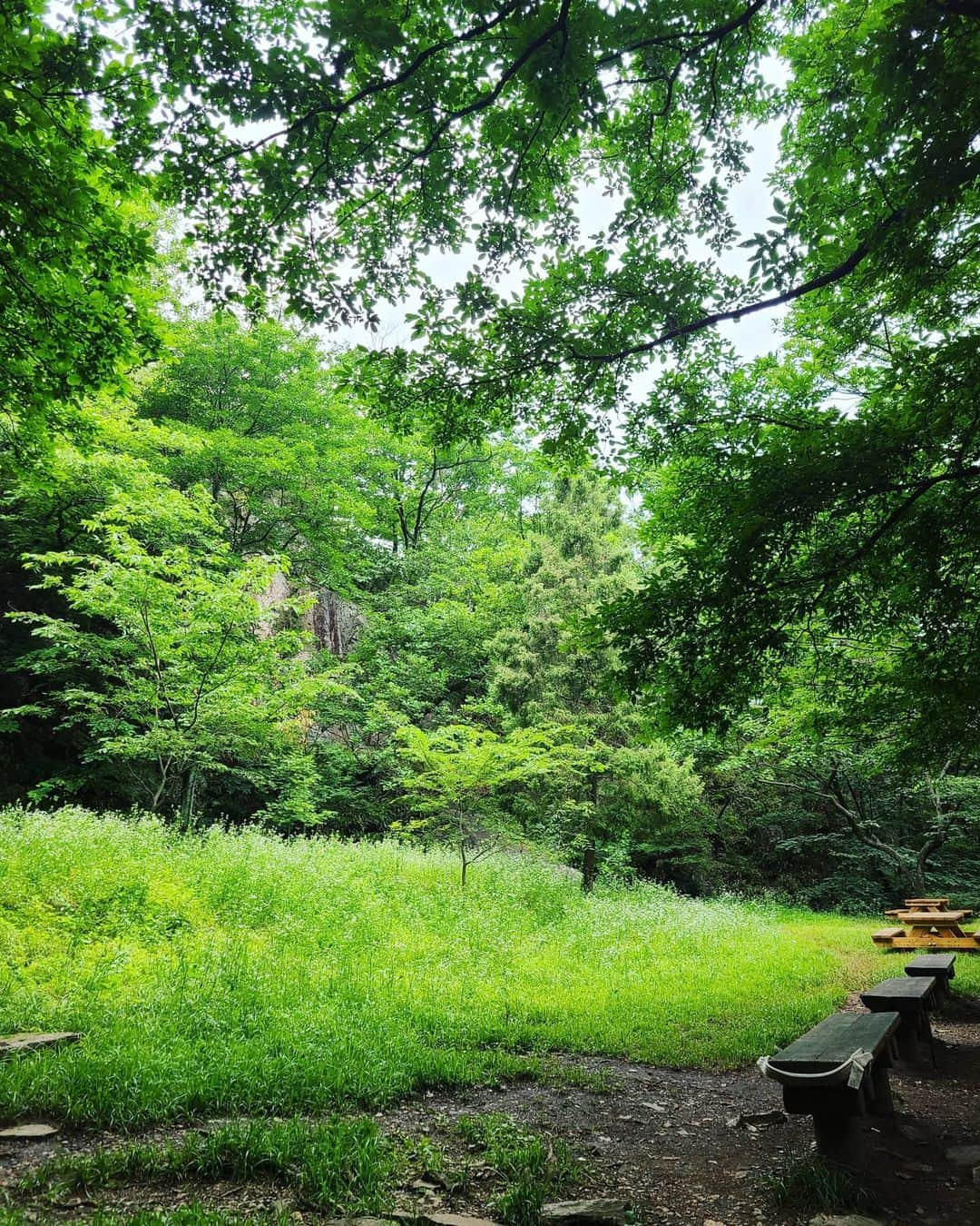 イ・シヨンさんのインスタグラム写真 - (イ・シヨンInstagram)「오늘 새벽🌿 소요산의 아름다운 모습들 #소요산 #원효폭포 #원효굴 . . 마지막사진 코스에서 원래는 최단코스처럼 보이는 1번으로 가려고했으나 그길을 못찾고 2번코스로감😅 그래서 내려올때 1번코스로 내려왔는데..내려오는 내내.. 길을못찾고 2번코스로 가길 정말 잘했다는 생각뿐😅(1번코스는..정말 비추에요.) 내려오는 내내 길이없이 끝까지 바위길뿐😱게다가 너무 습해서 모든 바위가 다 미끄러워서 너무 위험함.그리고 바위도 모두 날카로움😇(내려올때10번은 미끄러질뻔)단거리인만큼 심한 급경사에..그중 최고는...많은벌레와 어마어마한 날파리떼도 끝까지 함께 동행해야함😭😱 . 기대안하고 갔는데 소요산이 정말 너무예뻐서 담에는 3번코스로😊🙌💛 . 2번코스 난이도는 중하 처음등산가시는분들도 재밌게 갈수있는곳인거 같아요😍」6月29日 14時40分 - leesiyoung38