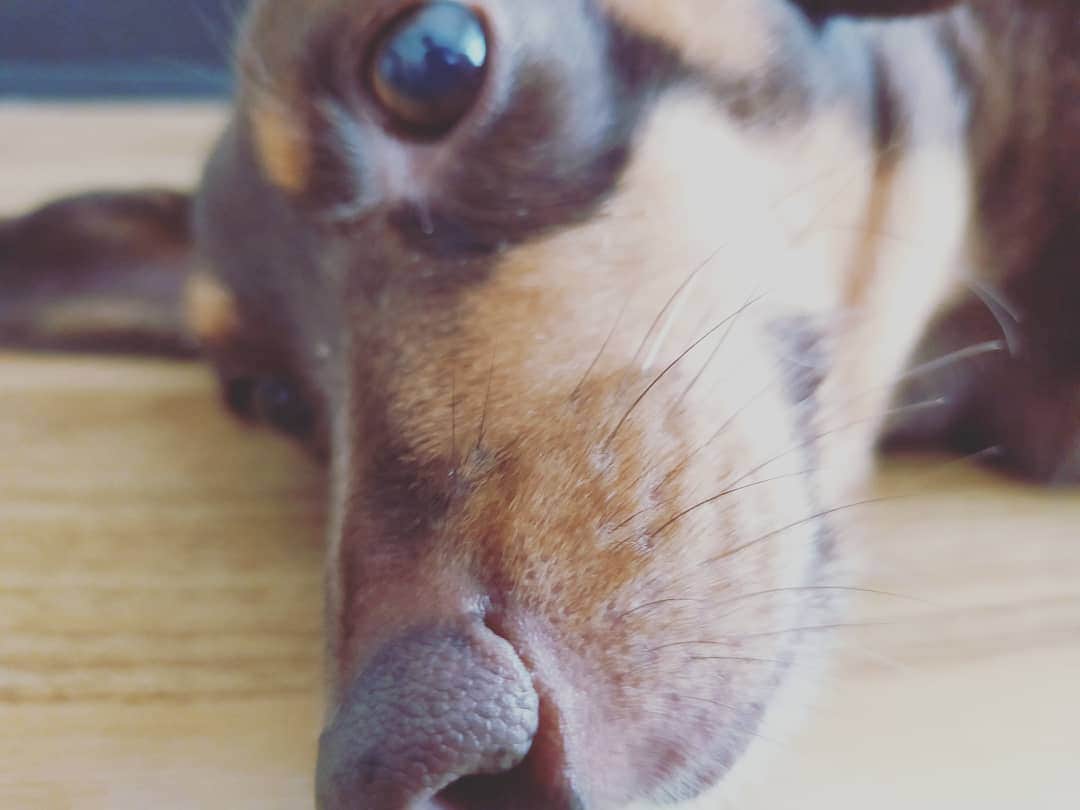 海老澤健次さんのインスタグラム写真 - (海老澤健次Instagram)「今日も寝てる（笑）  #海老澤健次  #MIX犬  #ダックス #チワワ #キャリー」6月29日 14時40分 - ebisawa_kenji