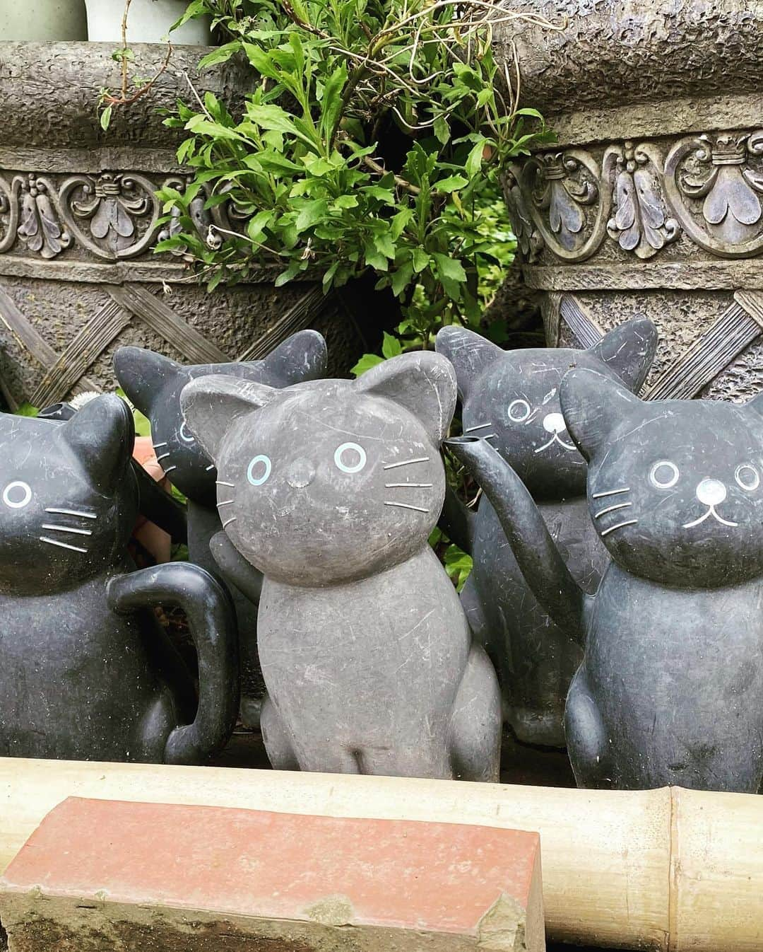 SHOCK EYEさんのインスタグラム写真 - (SHOCK EYEInstagram)「お久しぶりの今戸神社⛩ 本殿のとこで、白い猫ちゃんがお昼寝。 一気に癒されたよ^_^ #縁結び #今戸神社 #招き猫 #招 #マスク着用 #写真の時だけ外してます #恋つづ」6月29日 15時00分 - shockeye_official