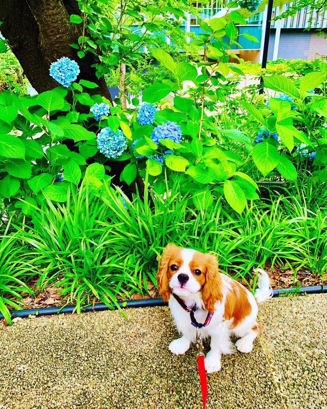 藤沢文翁さんのインスタグラム写真 - (藤沢文翁Instagram)「紫陽花の季節 #cavalierkingcharlesspaniel」6月29日 15時13分 - fujisawabun_o