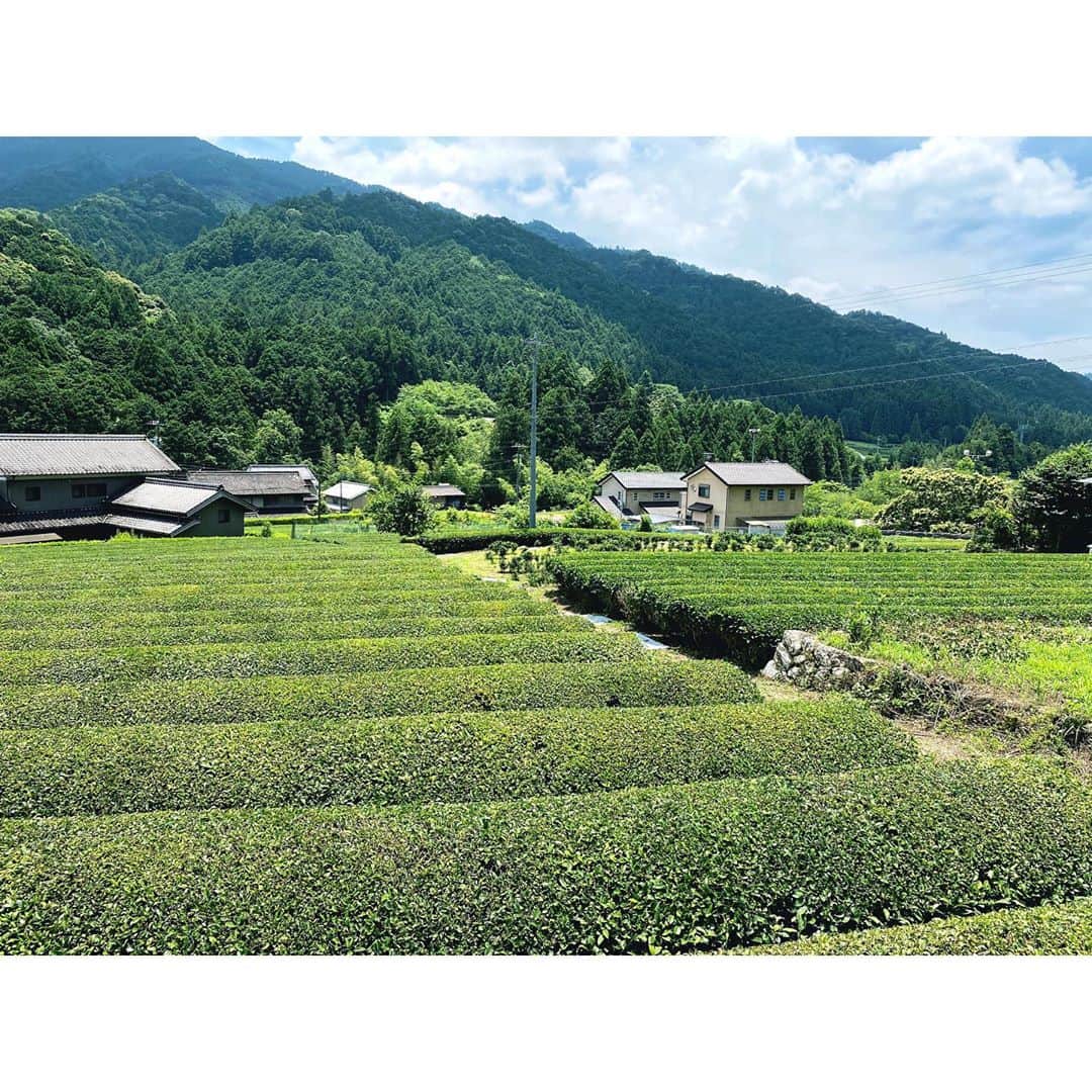 イレーネのインスタグラム：「ちょっと前なんですが 番組プレゼント　@wakeywakey.zipfm のWakey Wa-teaを作っていただいている、岡崎は額田のお茶屋さん、宮ザキ園　@miyazakien に遊びに行ってきました  風が気持ちよく、緑は鮮やかで、当主はゆるくて相変わらず最高なお方でした...茶畑の真ん中にあるテラスのハンモックもたまりません。最高かよ... 金土日はカキ氷なんかもあります。 わたしはわ紅茶と葡萄シロップのコラボをいただきました。  大好きな場所の味を、プレゼントに起用させて貰えて本当に嬉しいです。是非ウェイキーウェイティー当てて、現地にも遊びに行ってみてくださいね🥺  #宮ザキ園 #宮ザキ園一匙 #わ紅茶 #岡崎市 #額田 #zipfm #wakeywakey #wakeywatea #ウェイキーウェイキー #ウェイキーウェイキー」