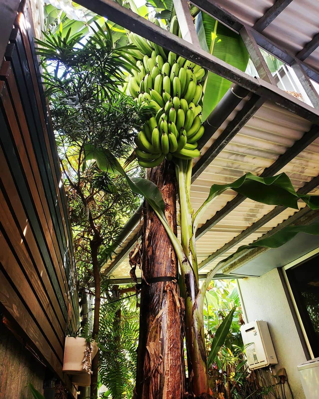 島宿ブルーとぅもーるのインスタグラム：「毎年、収穫時期に宿泊のお客さんに収穫してもらっていた庭バナナ。 今年の庭バナナはどうしよう⁉️ #美味しい食事は幸せになる #嫁ちゃんを楽させたい #島の嫁ちゃんを助けたい #家族の時間を作りたい #島を守りたい #島人を守りたい #コロナ に勝～つ #サンドウィッチ #weber #BBQ #八重山諸島 　#八重山  #石垣島 #ishigaki #ishigakiisland  #離島 #石垣島旅行 #石垣島trip #石垣島の宿 #ブルーとぅもーる #石垣島カフェ  #女子旅 #カメラ女子  #石垣島フォトスポット #石垣島フォトジェニック #石垣島写真スポット #石垣島オススメスポット #沖縄離島のセカイ #石垣市テイクアウト #石垣島テイクアウト」