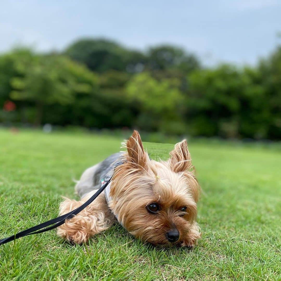 Rubyさんのインスタグラム写真 - (RubyInstagram)「🙄😶😯🥱😴 走り回るお犬様を、まぁなんてエネルギッシュなのかしら ...