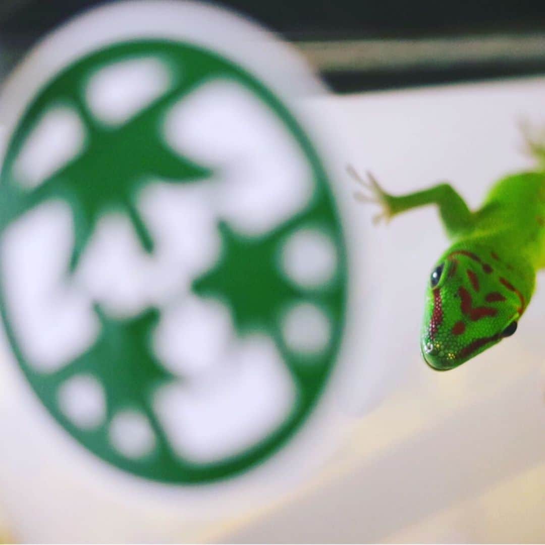 和田美枝のインスタグラム：「和田さん家の森さん🦎🦎🦎 #爬虫類 #グランディスヒルヤモリ #名前は #森さん #古着屋森のステッカー #表札がわり #最近 #また一皮脱ぎました」