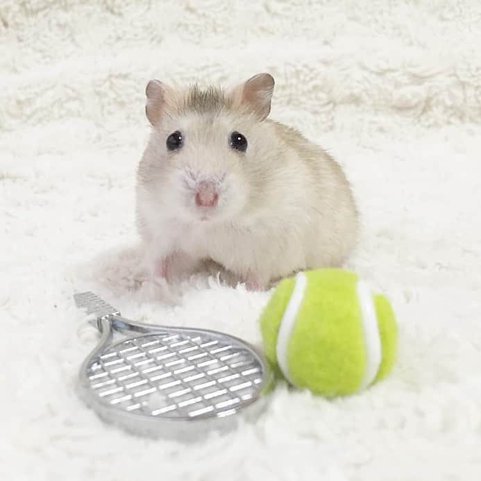 hamster_mocoのインスタグラム