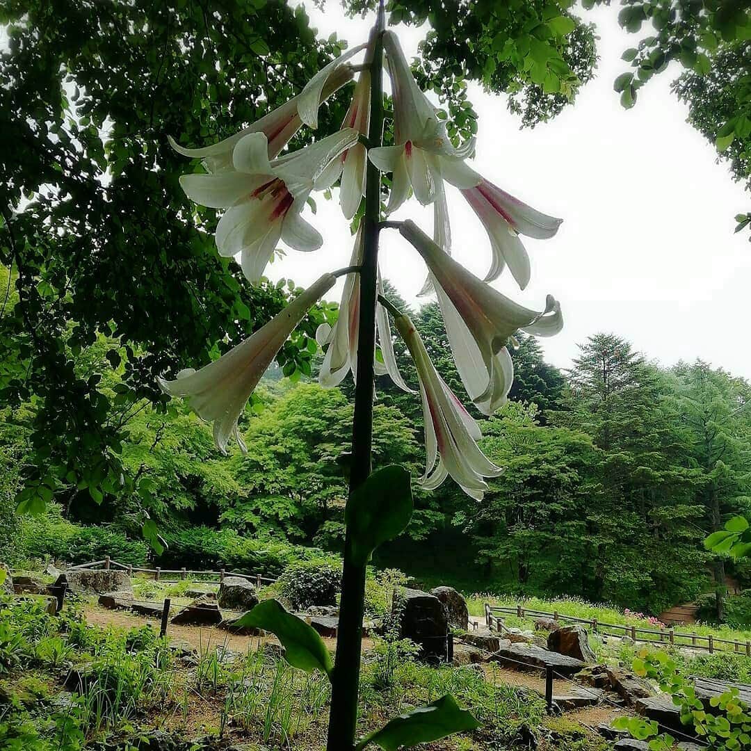 兵庫県さんのインスタグラム写真 - (兵庫県Instagram)「兵庫県公式インスタグラム『love_hyogo』です。  love_hyogoでは皆さんが#lovehyogo のハッシュタグを付けて投稿していただいた写真を紹介をさせていただきます。  本日のピックアップは @rsetorotallさんのお写真です👑 ハッシュタグをつけての投稿ありがとうございます🙏  写真は、神戸市の六甲高山植物園で初開花の『ヒマラヤウバユリ』です。  ほっそりした白い花に絵筆でスーっと赤紫色のすじを引いたような花姿が美しいですね🌿💝🌿よく見てもらえるようにでしょうか、やや下向きに咲かせ甘い香りを漂わせています。（高さが約2メートルあるんです）  原産地ヒマラヤでは、4メートルの高さに達するものもあるそうです。成長が遅く、種子からだと開花まで8年かかります。開花した後の株は枯れてしまいますが、周囲に小球根ができます。それが開花球になるまで3年〜5年…。種子、球根どちらから育てるにしても忍耐力は必須です😅❗ . 開花は短く、ここでは6月末まで見られる見込みとのことです🌿❤🌿 . 兵庫にまつわる投稿は#lovehyogo のハッシュタグをお願いします👈  #兵庫県#兵庫#lovehyogo#love_hyogo#photooftheday#followme#神戸市#六甲高山植物園#ヒマラヤウバユリ#ゆり#自慢したい兵庫の景色 −−−−−−−−−−−−−−−−−−−−−−−−−−−−−−−−−−−−−−−−−−−−−−−−−−−−−−−− 兵庫県では、新型コロナウイルス感染拡大を予防する『ひょうごスタイル』（📍3密（密閉、密集、密接）の回避📍身体的距離の確保📍マスクの着用等）の推進のご協力をお願いしています。」6月29日 16時28分 - love_hyogo