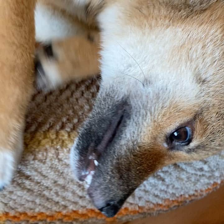 蒼井里紗のインスタグラム：「クッションのタグをカミカミするのが好き。  #豆柴 #柴犬 #豆柴仔犬 6ヶ月 #柴犬のいる暮らし  #柴犬好きな人と繋がりたい  #しばいぬだいすき  #しばすたぐらむ #まめしばすたぐらむ」