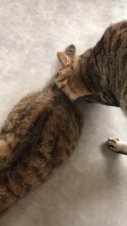 こむぎのインスタグラム