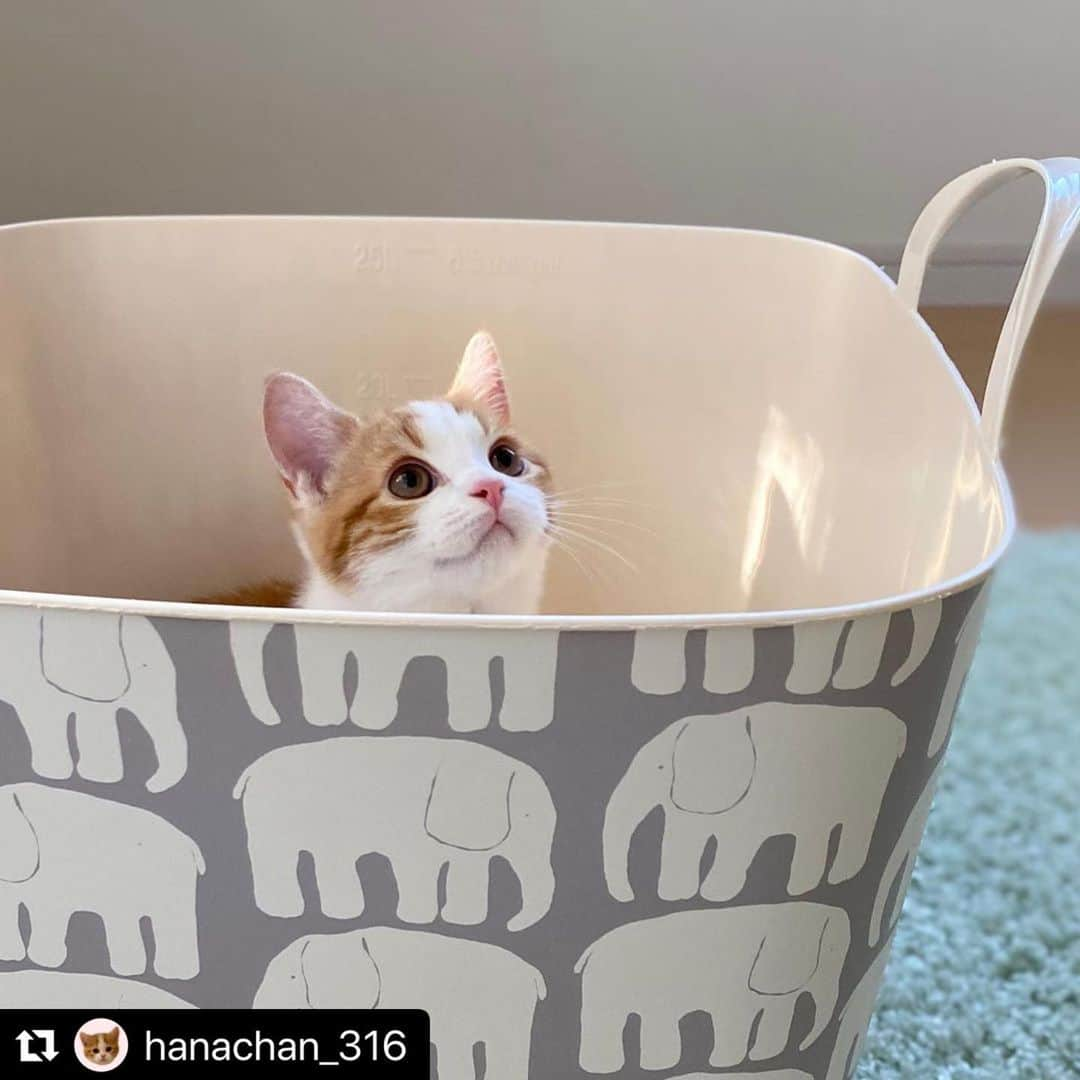 stacksto（スタックストー）さんのインスタグラム写真 - (stacksto（スタックストー）Instagram)「#Repost @hanachan_316 with @make_repost ・・・ ♡ ひょっこり🐱 ・ ランドリーバスケットが 最近お気に入りの遊び場🐘✨ ・ #スタックストー  #フィンレイソン ・ ・ #北欧インテリア  #北欧雑貨 ・ ・ ・ #猫 #ねこ #cat #고양이 #子猫 #猫のいる暮らし #猫のいる生活 #ねこすたぐらむ #catstagram  #고양이스타그램 #냥스타그램 #猫好き #ねこ好きさんと繋がりたい #スコティッシュフォールド #スコティッシュフォールド立ち耳 #にゃんすたぐらむ #ペコねこ部 #ねこのきもち #はなすたぐらむ🐈🌸 #catlife #instapet #こねこ#kitten #peppyフォト部 #茶トラ部」6月29日 17時02分 - stacksto_