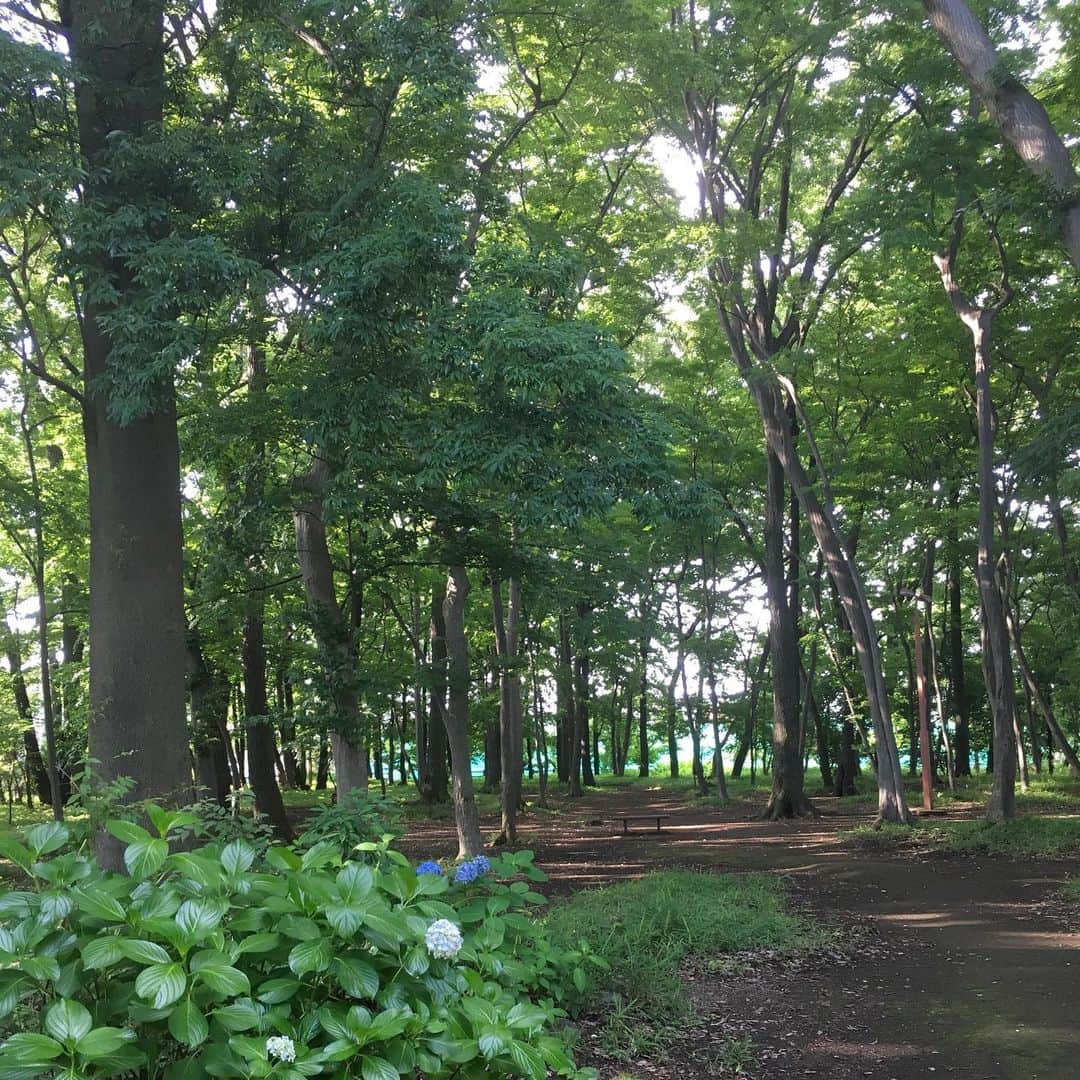 lululukululuさんのインスタグラム写真 - (lululukululuInstagram)「公園🌳🌲 コロナが怖いので、自粛が解除になっても 引きこもり生活、久しぶりに近くの公園に行きました😸🌳 #公園#park#梅雨の晴れ間#コロナ#皆さん  気をつけましょう」6月29日 17時13分 - tajitajicat