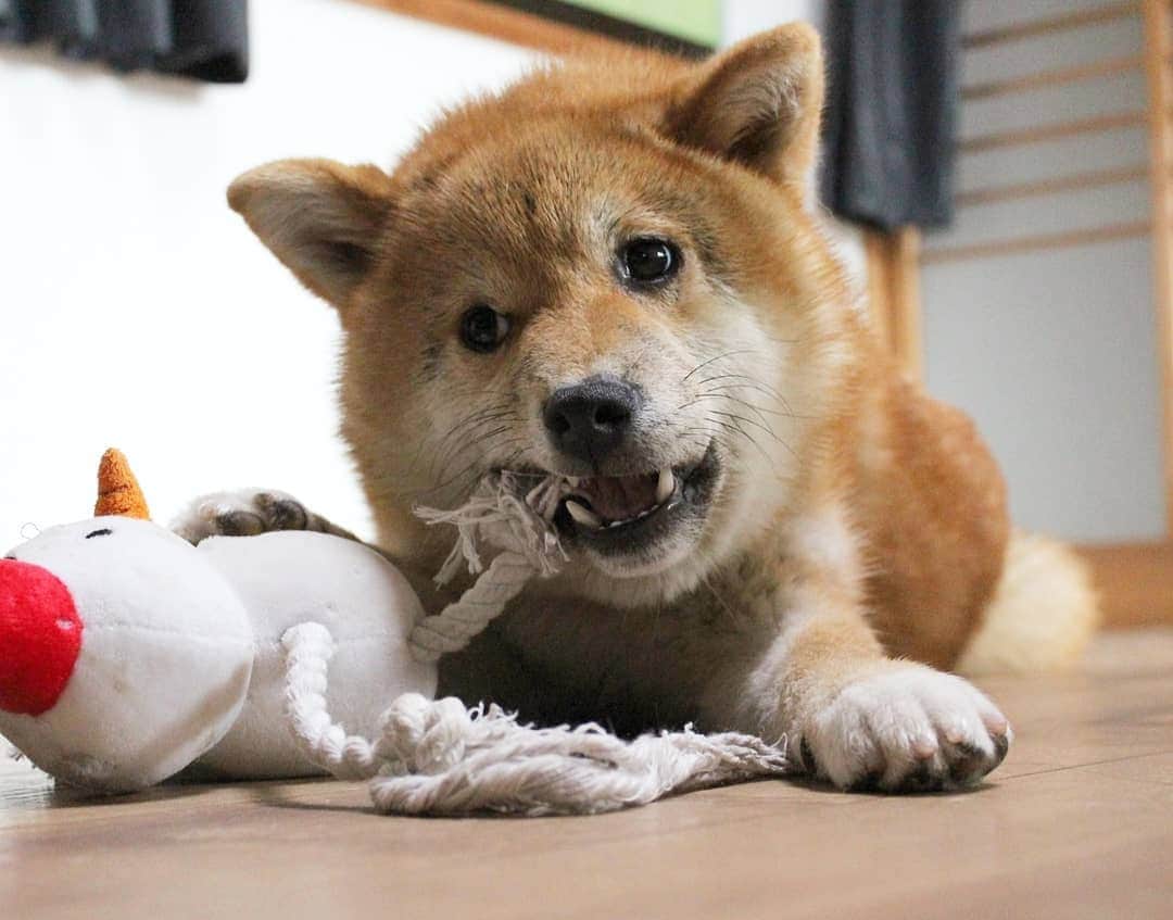 柴犬たま Shibainu Tamaのインスタグラム