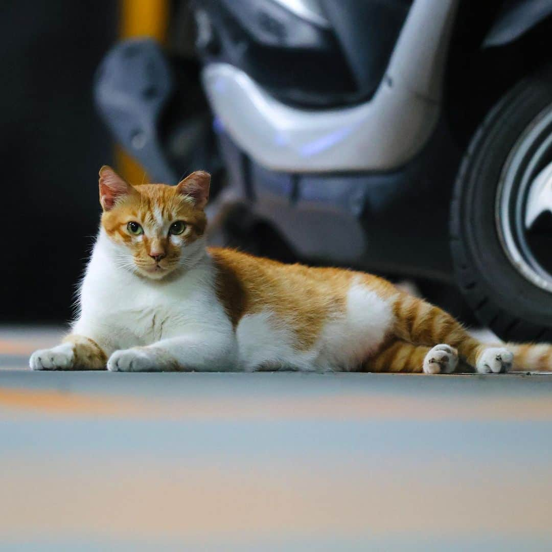 アンディ・チェンさんのインスタグラム写真 - (アンディ・チェンInstagram)「@canon_taiwan  #1dxmarkiii #ef70200mm  #cat #parkinggarage」6月30日 3時06分 - myhiro99