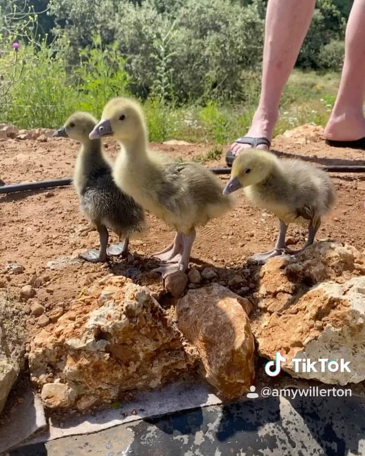 エイミー・ウィラートンのインスタグラム：「Just a little commemorative video of the best #goose children I never wished for but am forever grateful to have raised 😍❤️ ... we are moving to the coast this week so feels like a chapter closing ! #ourlastsummer 🦆🦄✨😭」