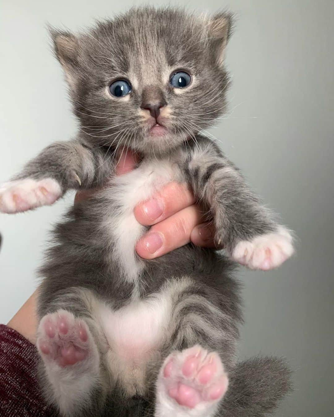 Cats of Instagramさんのインスタグラム写真 - (Cats of InstagramInstagram)「From @myfosterkittens: “Mamacita’s Sofía’s gatitos are 22 days old today! In order of appearance and a description of how I remember them and can tell them apart:  Leticia (one black toe and one big mouth)  Javier (the quiet observer who likes to be alone)  Maria (the chubby lap-kitty)  Joaquin (SOCK-een)  Pedro (orange cheeks)  Rosa (tiny flat chest fighter)  Juan Carlos (Mr. Pink tail)” #catsofinstagram」6月30日 4時00分 - cats_of_instagram