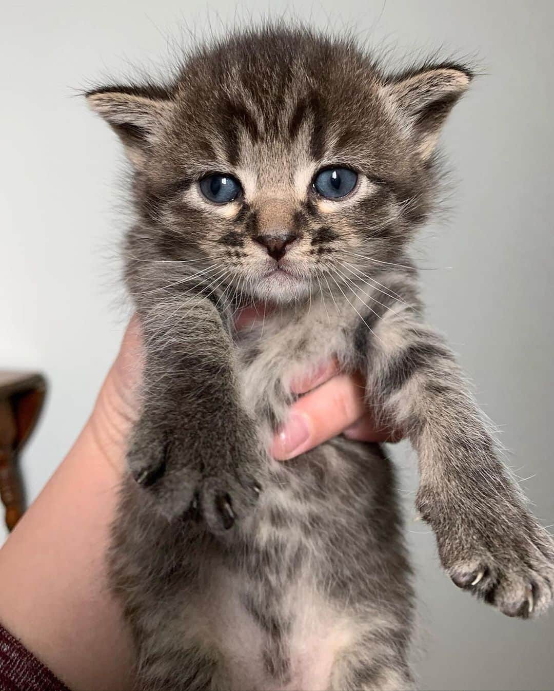 Cats of Instagramさんのインスタグラム写真 - (Cats of InstagramInstagram)「From @myfosterkittens: “Mamacita’s Sofía’s gatitos are 22 days old today! In order of appearance and a description of how I remember them and can tell them apart:  Leticia (one black toe and one big mouth)  Javier (the quiet observer who likes to be alone)  Maria (the chubby lap-kitty)  Joaquin (SOCK-een)  Pedro (orange cheeks)  Rosa (tiny flat chest fighter)  Juan Carlos (Mr. Pink tail)” #catsofinstagram」6月30日 4時00分 - cats_of_instagram