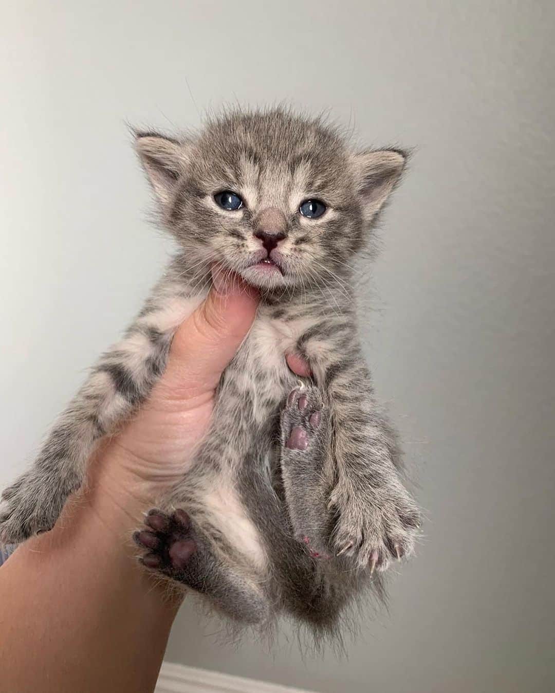 Cats of Instagramさんのインスタグラム写真 - (Cats of InstagramInstagram)「From @myfosterkittens: “Mamacita’s Sofía’s gatitos are 22 days old today! In order of appearance and a description of how I remember them and can tell them apart:  Leticia (one black toe and one big mouth)  Javier (the quiet observer who likes to be alone)  Maria (the chubby lap-kitty)  Joaquin (SOCK-een)  Pedro (orange cheeks)  Rosa (tiny flat chest fighter)  Juan Carlos (Mr. Pink tail)” #catsofinstagram」6月30日 4時00分 - cats_of_instagram