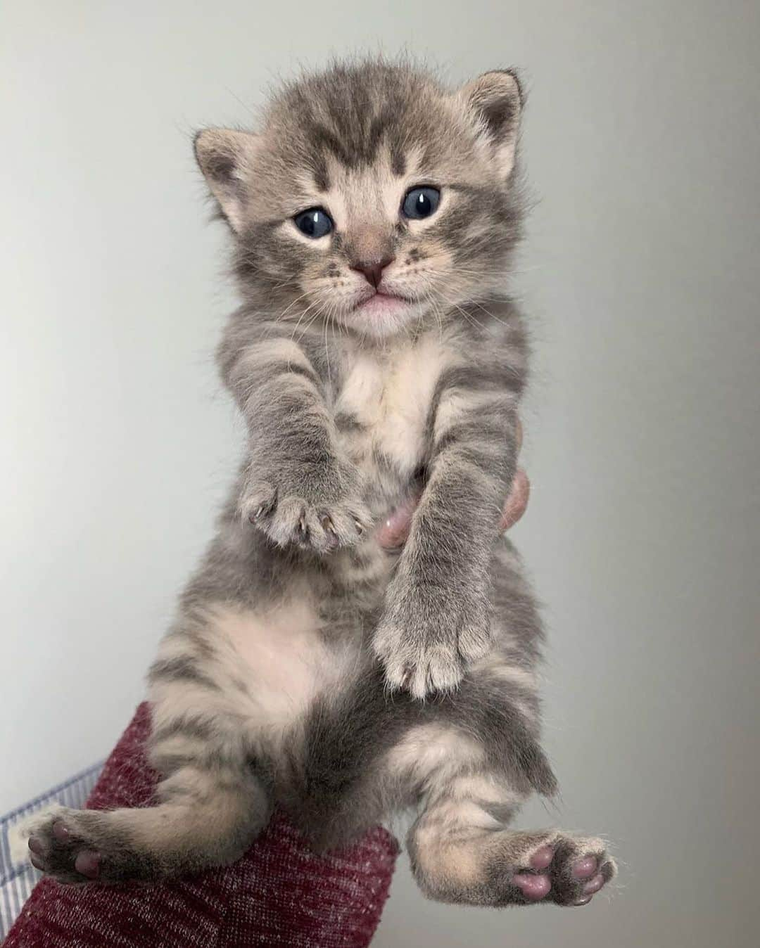 Cats of Instagramさんのインスタグラム写真 - (Cats of InstagramInstagram)「From @myfosterkittens: “Mamacita’s Sofía’s gatitos are 22 days old today! In order of appearance and a description of how I remember them and can tell them apart:  Leticia (one black toe and one big mouth)  Javier (the quiet observer who likes to be alone)  Maria (the chubby lap-kitty)  Joaquin (SOCK-een)  Pedro (orange cheeks)  Rosa (tiny flat chest fighter)  Juan Carlos (Mr. Pink tail)” #catsofinstagram」6月30日 4時00分 - cats_of_instagram