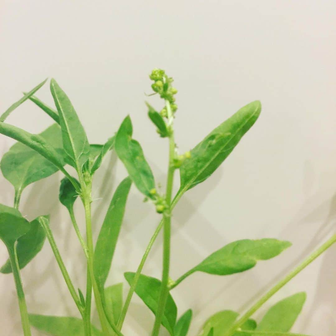 香西咲さんのインスタグラム写真 - (香西咲Instagram)「#spinach 🥬 #greenonion 🥒 #ほうれん草  #葉ネギ  #家庭菜園  #プチガーデニング  25度以上だと育たない品種も多いので、今のうちにいただきます🥰 ウチで育ってくれてありがとう❤️ 私の栄養になってくれてありがとう❤️ #おうち時間  #おうちご飯  #皆ファミリー」6月29日 19時35分 - saki.kouzai