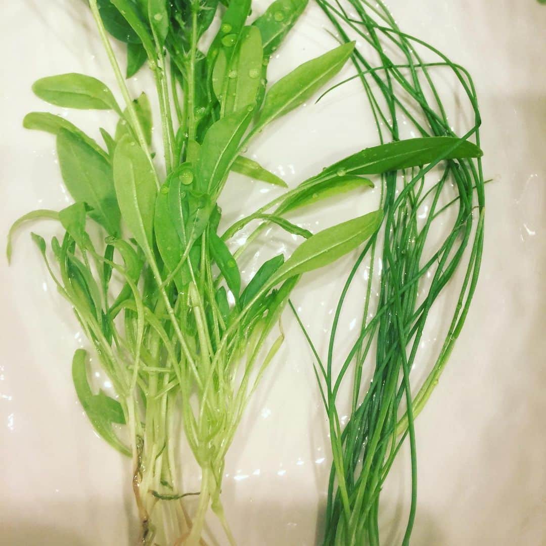香西咲さんのインスタグラム写真 - (香西咲Instagram)「#spinach 🥬 #greenonion 🥒 #ほうれん草  #葉ネギ  #家庭菜園  #プチガーデニング  25度以上だと育たない品種も多いので、今のうちにいただきます🥰 ウチで育ってくれてありがとう❤️ 私の栄養になってくれてありがとう❤️ #おうち時間  #おうちご飯  #皆ファミリー」6月29日 19時35分 - saki.kouzai