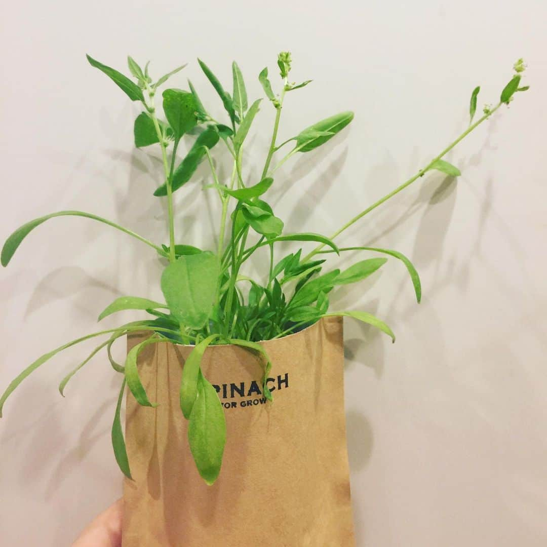 香西咲さんのインスタグラム写真 - (香西咲Instagram)「#spinach 🥬 #greenonion 🥒 #ほうれん草  #葉ネギ  #家庭菜園  #プチガーデニング  25度以上だと育たない品種も多いので、今のうちにいただきます🥰 ウチで育ってくれてありがとう❤️ 私の栄養になってくれてありがとう❤️ #おうち時間  #おうちご飯  #皆ファミリー」6月29日 19時35分 - saki.kouzai