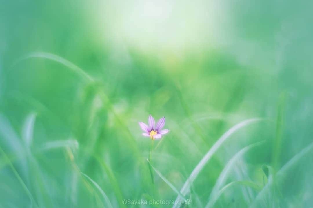 花の写真館さんのインスタグラム写真 - (花の写真館Instagram)「Photo by @saya_flora.⠀ https://instagram.com/saya_flora/⠀ .⠀ Original Post[投稿いただいたURL]⠀ https://www.instagram.com/p/B0I-U9mA-CT/⠀ .⠀ 本アカウントは、 #私の花の写真 をつけてInstagramに投稿された皆さまの花の写真や、「花の写真館」Facebookページで投稿された花の写真を紹介します。⠀ 「花の写真館」Facebookページは、「 @floral.photograph 」のプロフィールにあるURLからご覧ください。⠀ .⠀ ※各自、政府、自治体など公的機関の指示に従った行動をお願いします。⠀⠀ 東京カメラ部および分室では、写真を「見る楽しみ」を提供することを通して、微力ながら皆様にわずかな時間でも癒しをお届けしたいと思っております。⠀ ※本アカウントは東京カメラ部がFacebook、Instagramのサービスを利用して運営しているもので、Facebook社・Instagramとは一切関係ありません。⠀ .⠀ #花の写真館 #floralphotograph #floralphoto #flower #flowers⠀ Follow: @floral.photograph」6月29日 19時30分 - floral.photograph